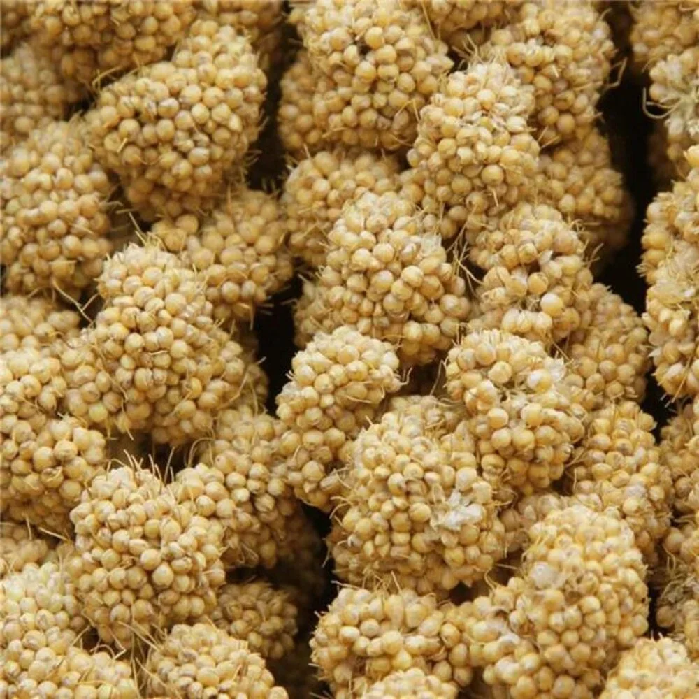 1LB Spray Millet Treat for Birds Parakeets, Natural Sun-Dried Birds Millet